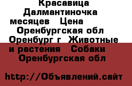 Красавица Далмантиночка 11месяцев › Цена ­ 2 000 - Оренбургская обл., Оренбург г. Животные и растения » Собаки   . Оренбургская обл.